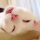 Illustration for article titled The Cat with the Ugliest Sleeping Face in Japan